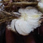 DSCF0565